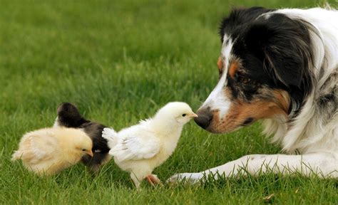 which dog breeds are good with chickens